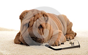 Sharpei puppy with glasses photo