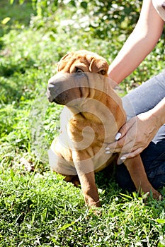 Sharpei puppy on grass