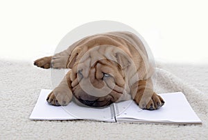 Sharpei puppy laying on an exercise book