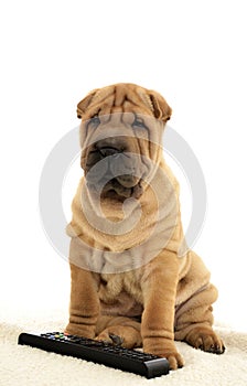 Sharpei puppy with remote control