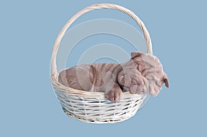 Sharpei puppy sleeping in a basket
