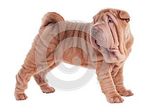 Sharpei puppy standing