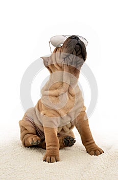 Sharpei puppy with sunglasses