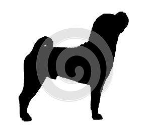 Sharpei Silhouette