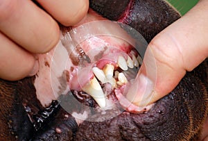Sharpei teeth with plaque