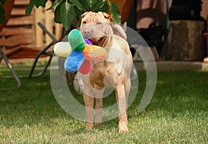 Sharpei with toy