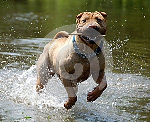 Sharpei in the water