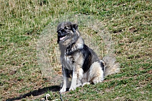Sharplaninac dog