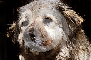 Sharplaninec - Macedonian Sheep Dog