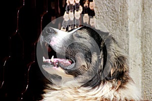 Sharplaninec - Macedonian Sheep Dog