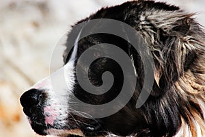 Sharplaninec - Macedonian Sheep Dog