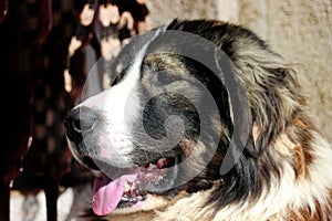 Sharplaninec - Macedonian Sheep Dog