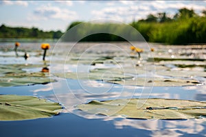 Sharpness in the foreground. A dragonfly sits on a green leaf. Yellow water lilies in the river and blue sky in a blur