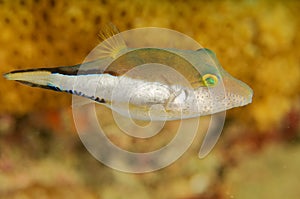 Sharpnose Puffer