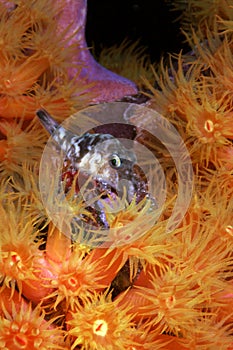 Sharpnose puffer(canthigaster rostrata)