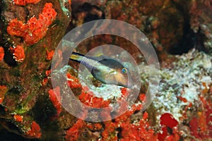 Sharpnose Puffer - Cozumel