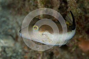 Sharpnose Puffer Fish