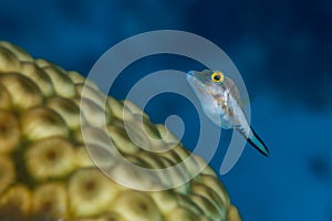 Sharpnose puffer swimming over star coral
