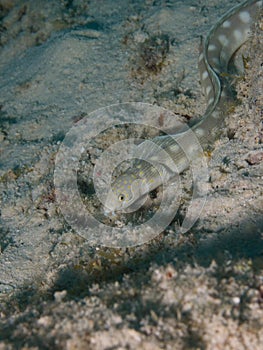 Sharptail Eel 01