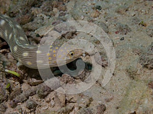 Sharptail Eel 02