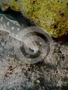 Sharptail Eel 03
