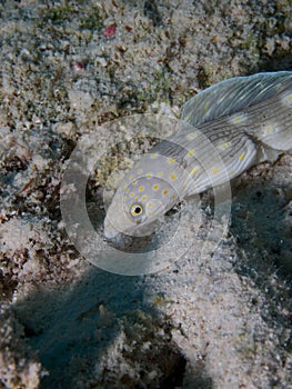 Sharptail Eel 04