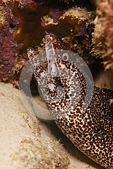 Sharptail Eel (Myrichthys breviceps)