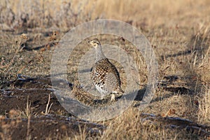 Sharptail grouse