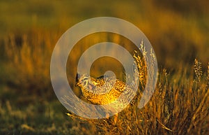 Sharptail grouse on Lek