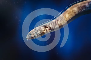 Sharptail snake-eel - Underwater Moray Eel