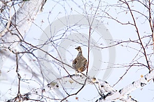 Sharptailed Grouse Female  830198 photo