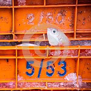 Sharptooth snappers lying on ice in a transportation box Damage from shipping