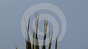 Close-up old palm tree after the sunset.