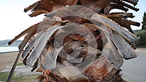 Close-up old palm tree after the sunset.