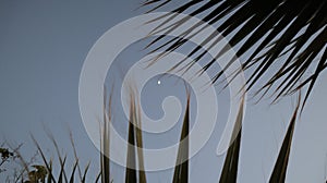 Close-up old palm tree after the sunset.