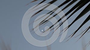 Close-up old palm tree after the sunset.