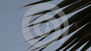 Close-up old palm tree after the sunset.