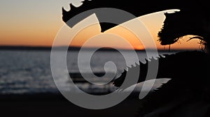 Close-up old palm tree after the sunset.