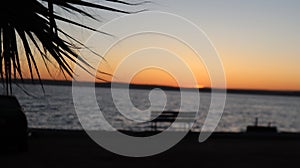 Close-up old palm tree after the sunset.