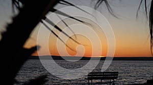 Close-up old palm tree after the sunset.