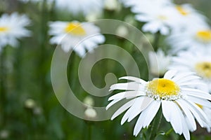 Shasta Daisies all pretty and white, outside in garden with green copy space for your text or design element.  Horizontal with foc