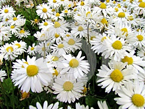 Shasta Daisies Blooming