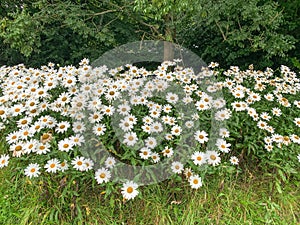 Shasta daisies, Leucanthemum × superbum