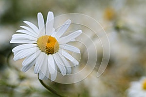 Shasta Daisies