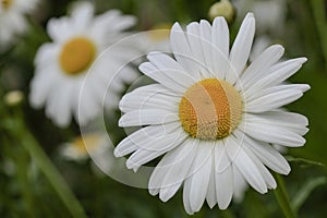 Shasta Daisies