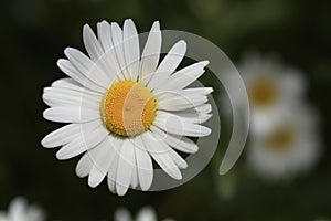 Shasta Daisies