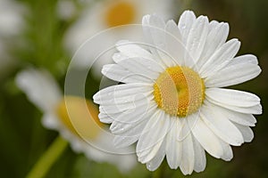 Shasta Daisies