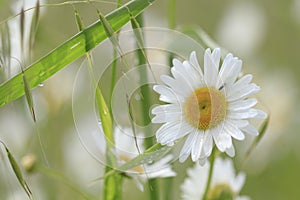 Shasta Daisies