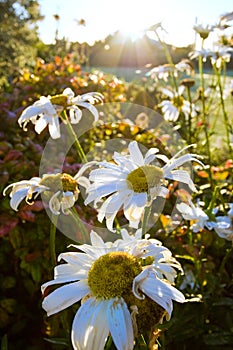 Shasta Daisies in sunrise