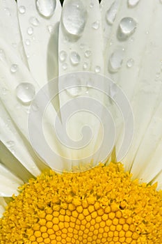 Shasta daisy